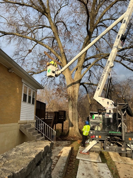 Gerrein Green Tree Removal Service