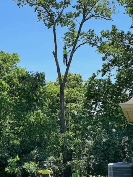 Gerrein Green Tree Removal Service