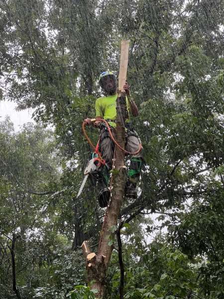 Gerrein Green Tree Removal Service