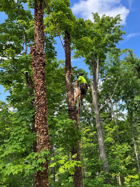 Gerrein Green Tree Removal Service