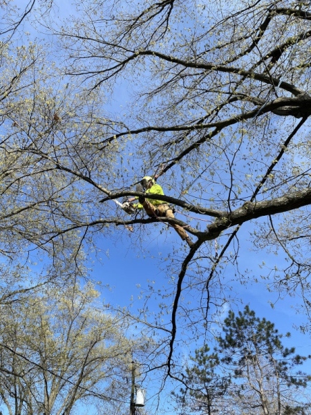 Gerrein Green Tree Removal Service