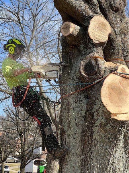 Gerrein Green Tree Removal Service