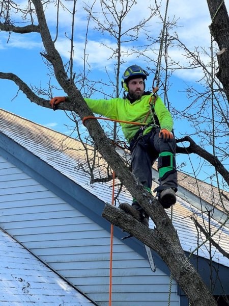 Gerrein Green Tree Removal Service