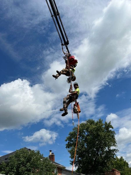 Gerrein Green Tree Removal Service