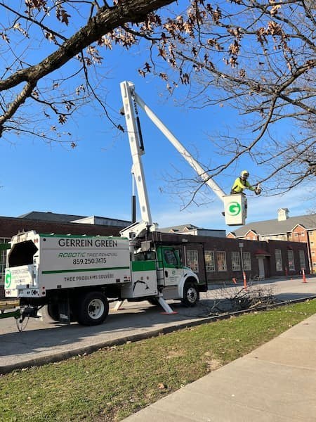 Gerrein Green Tree Removal Service