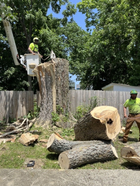 Gerrein Green Tree Removal Service