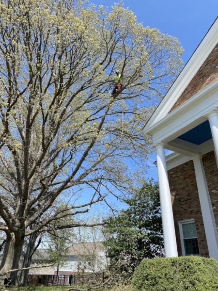 Gerrein Green Tree Removal Service