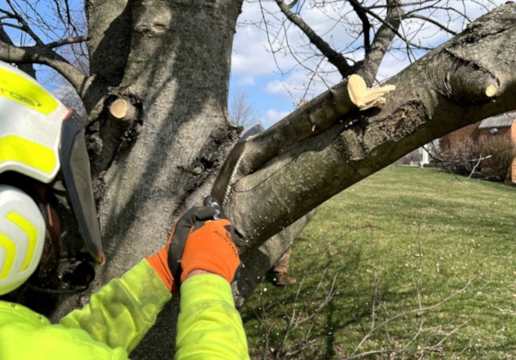 tree-pruning1