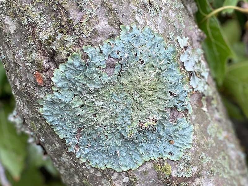 tree-health