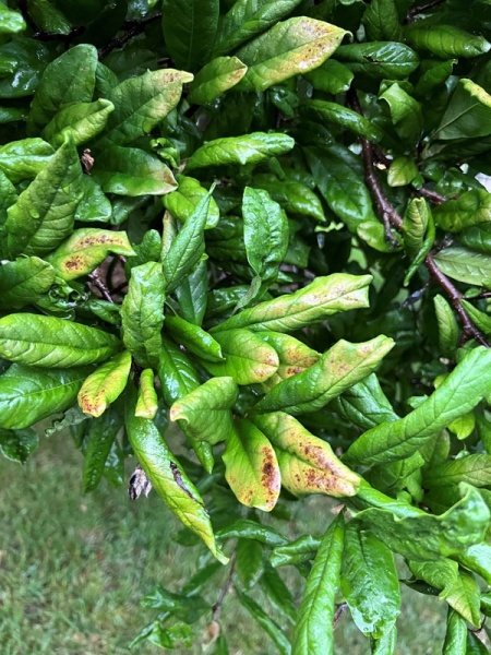 tree-health2