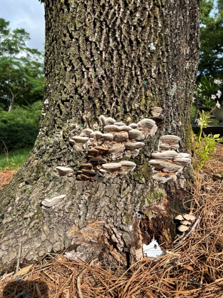 tree-health3