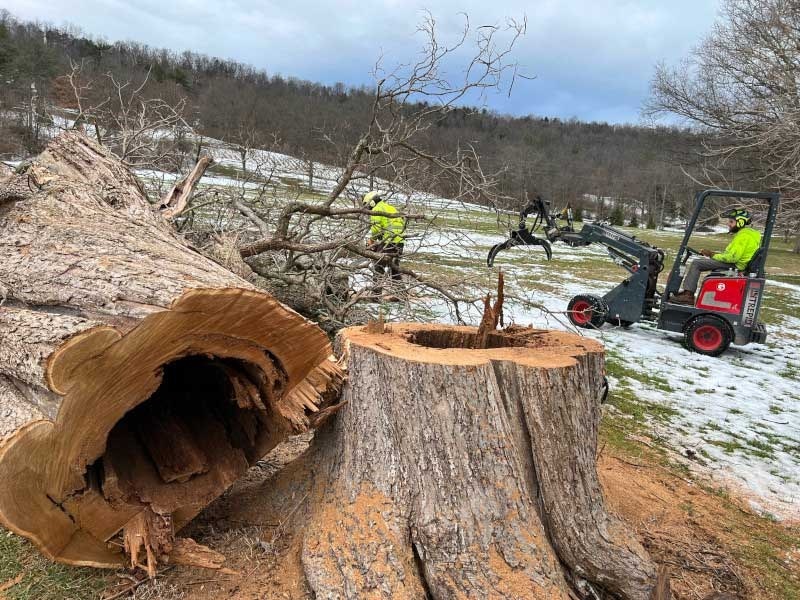 Tree-Removal