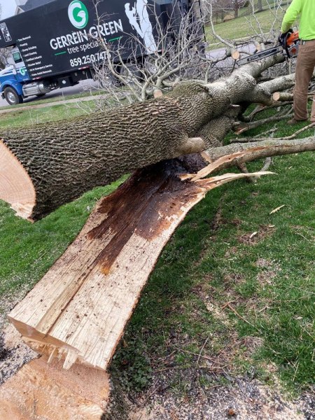 Tree-removal-northern-ky-1