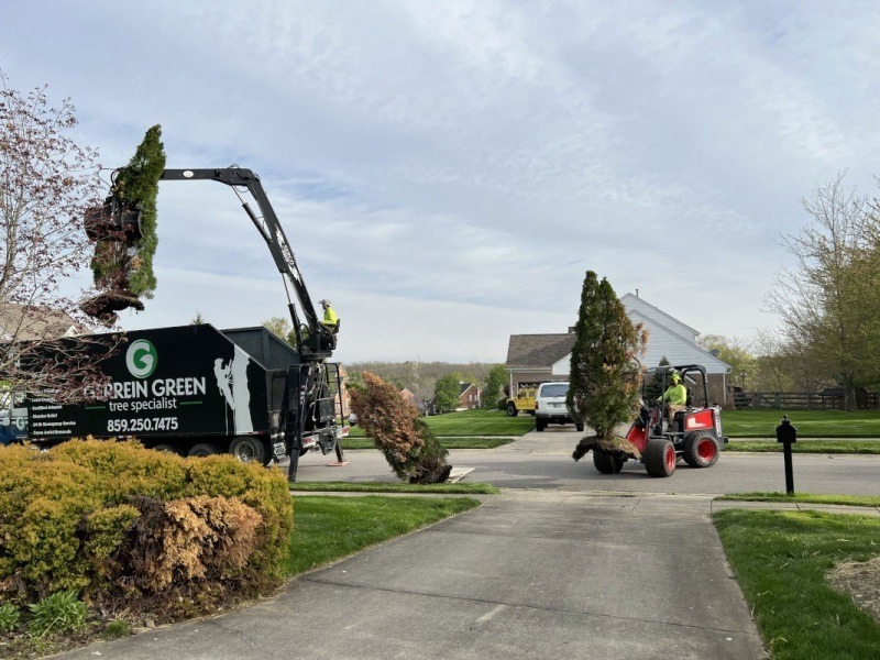 tree-removal1.jpg-nggid018-ngg0dyn-800x600-00f0w010c010r110f110r010t010