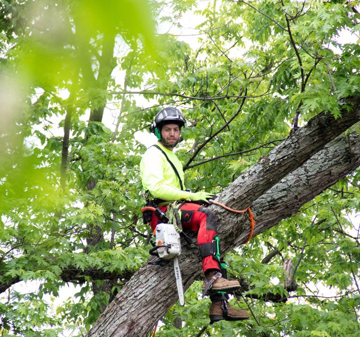 Arborist safety and the importance of communication