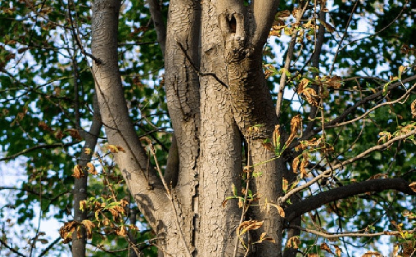 What to do when you see one of your big trees are dying