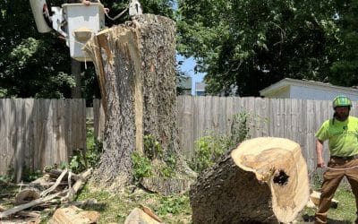 Tree Blog 1 How Much Does Tree Removal Cost in Northern Kentucky?