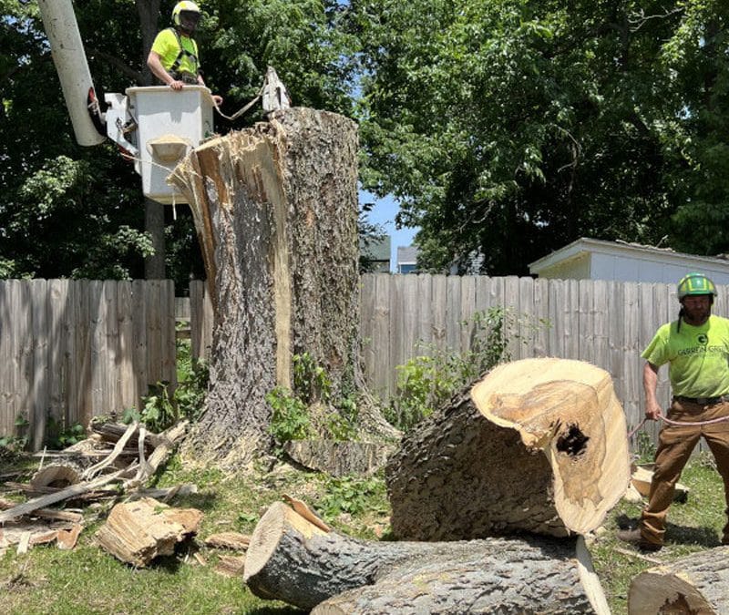 tree-removal