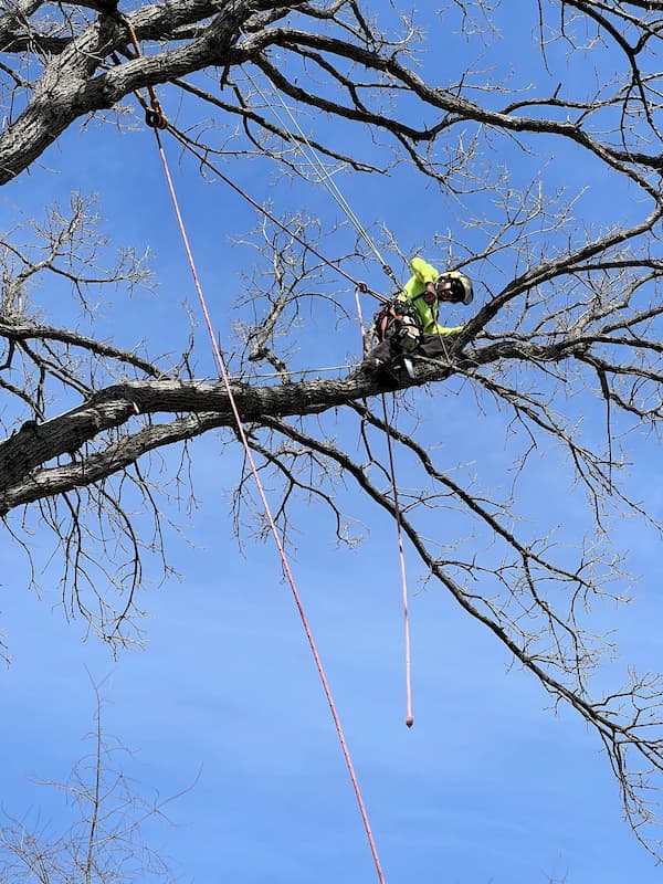 Don't Use Climbing Spikes When Pruning Trees