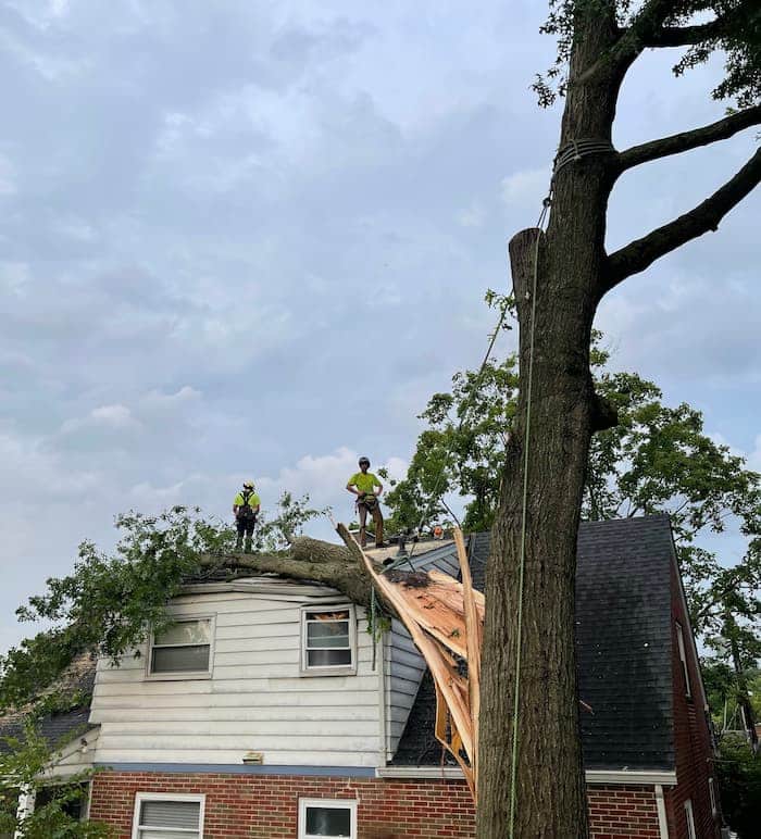 Is my tree going to fall on my house Gerrein Green