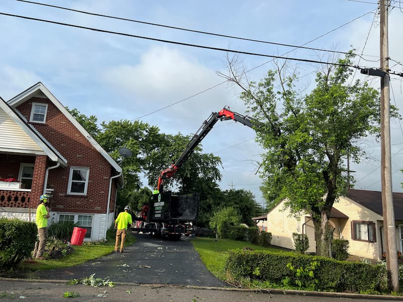 Arborists and Electric Lines – What Homeowners Should Know