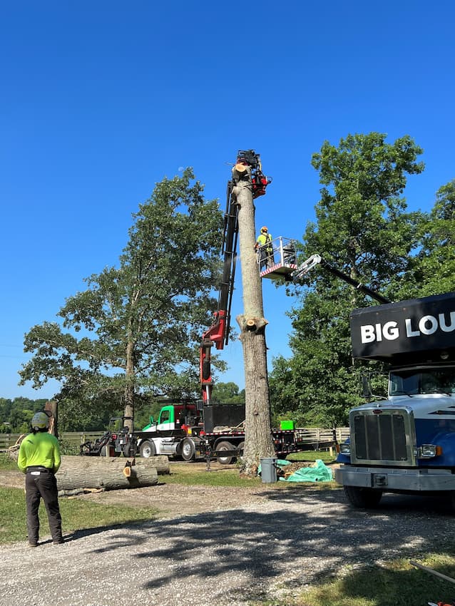 Tree Removal Service Independence Kentucky Tree Removal Service Independence Kentucky