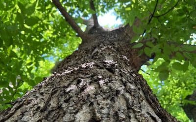 Tree Blog 3 Get Kids back in school and take time to review your trees!