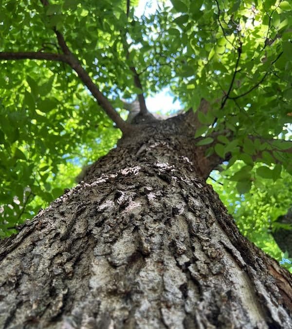 Get Kids back in school and take time to review your trees!