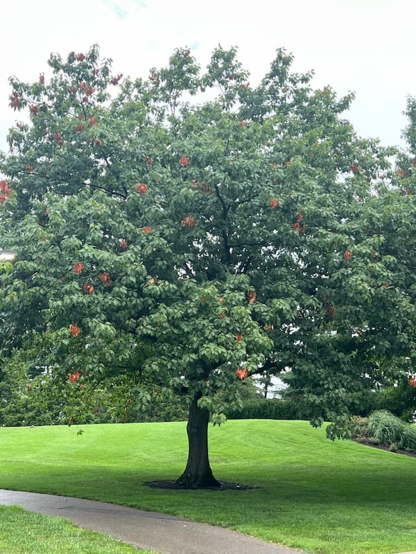 Get Kids back in school and take time to review your trees! 1 IMG 8641