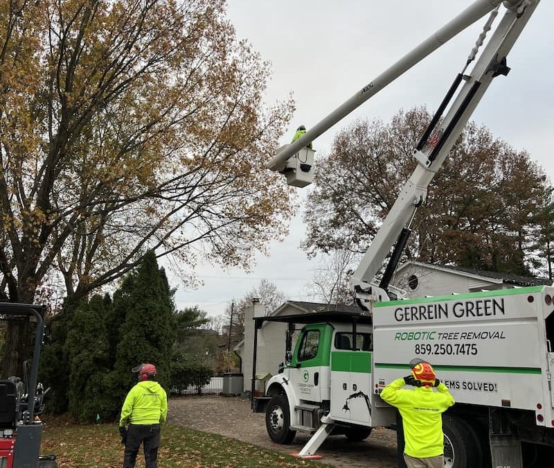 Tree Pruning to ANSI Standards