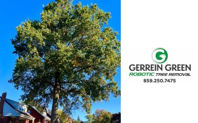 Thankful for the Trees