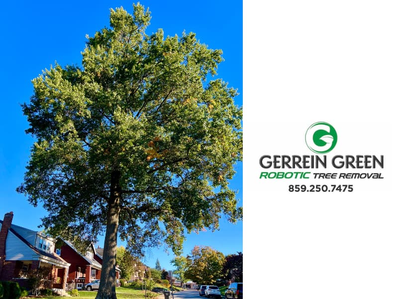 Thankful for the Trees