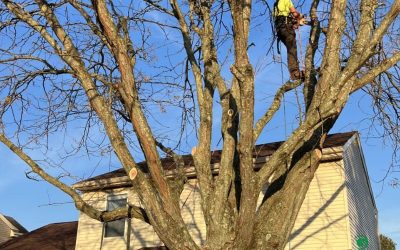 Tree Blog 3 Planning Your 2026 Tree Maintenance: Arborist Recommendations