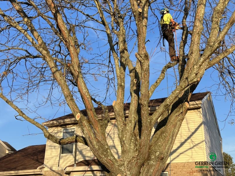 Planning Your 2026 Tree Maintenance:  Arborist Recommendations
