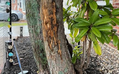 Tree Blog 2 Protecting trees from winter damage