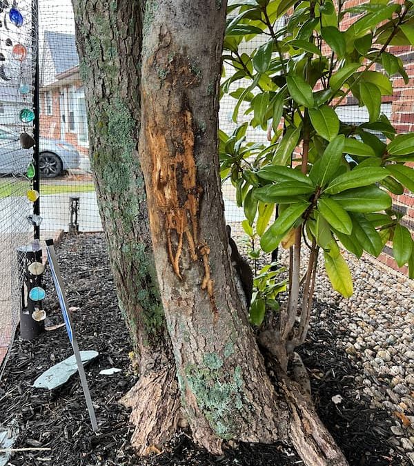 Protecting trees from winter damage