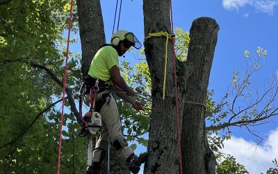 Tree Blog 1 Why do arborists want OSHA to establish a specific and comprehensive safety standard?