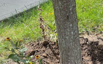 Tree Blog 2 April showers…and mulch volcanoes?