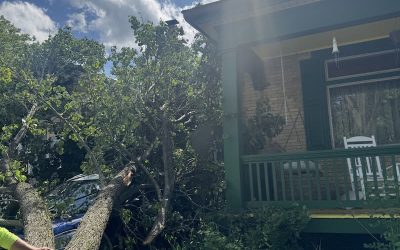 Tree Blog 1 Homeowners should consider removing ornamental pear trees