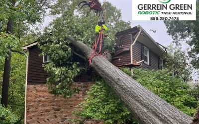 How to Hire a Competent Tree Service for Storm Damaged Trees