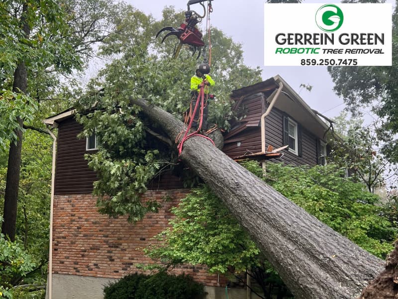 How to Hire a Competent Tree Service for Storm Damaged Trees